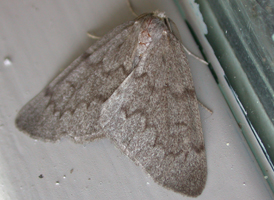 Pearl Nepytia